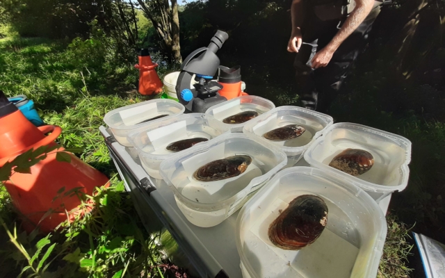 Suivi de la reproduction de la Mulette Perlière