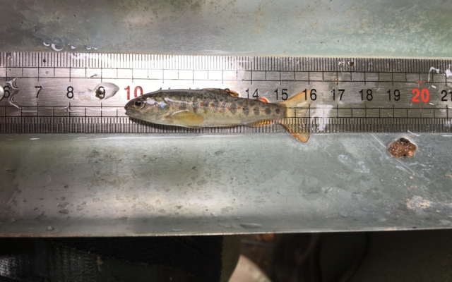 Alevin de truite fario