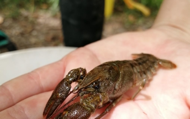 Écrevisse à patte blanche