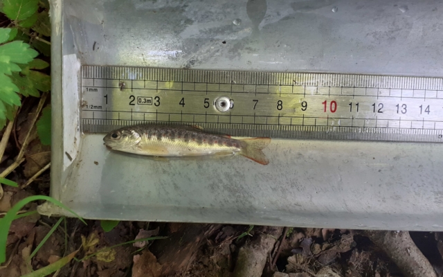 Alevin de truite fario (Salmo trutta) issu de la reproduction 2019-2020) Alevin de truite fario (Salmo trutta) issu de la reproduction 2019-2020)