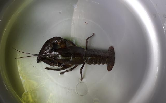 Ecrevisse à patte blanche (Austropotamobius pallipes) Ecrevisse à patte blanche (Austropotamobius pallipes)