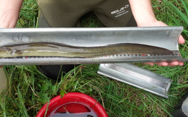 Anguille européenne (Anguilla anguilla) Anguille européenne (Anguilla anguilla)